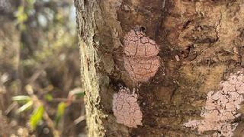 Light brown spots on a tree trunk