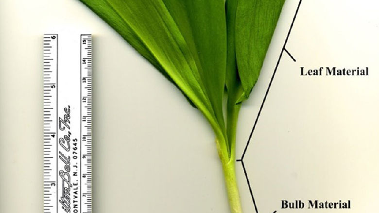 showing plant parts