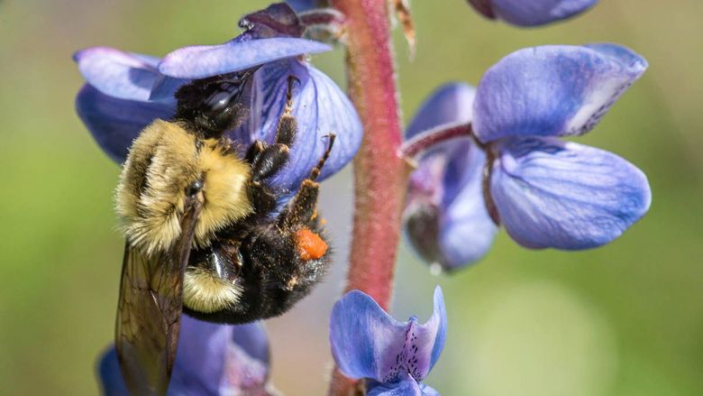 A bumble bee collects pollen from wild lupine flowers