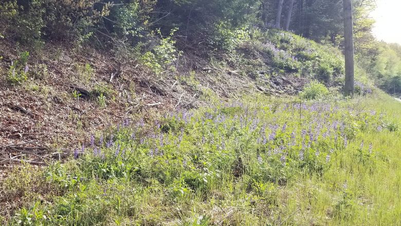 Wild lupine grows along a forest edge in a road and utility right-of-way
