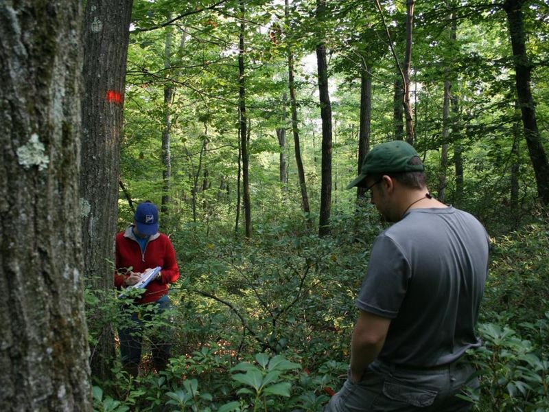 researchers in forest