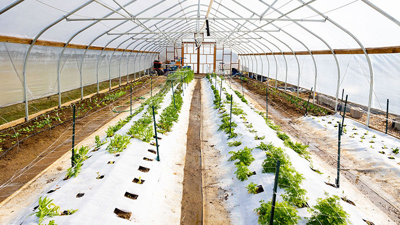 Rows of small, green plants grow up from white, plastic sheeting inside the high tunnel