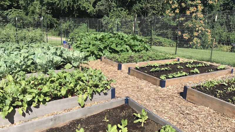 Green plants grow in raised beds in campus garden.