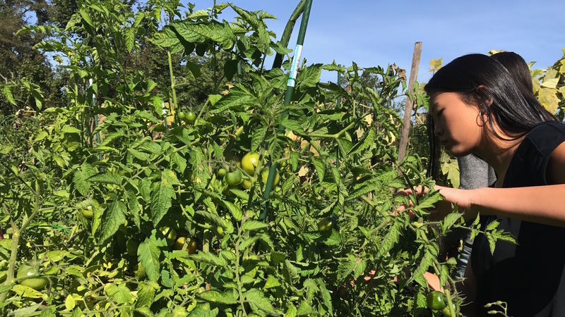 A student peers into a tomato plant searching for ripe fruti.