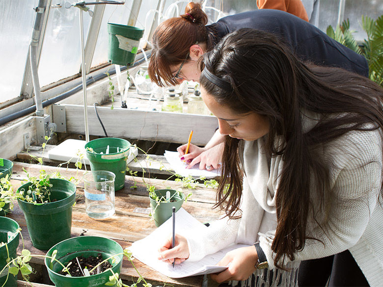 Students do research on pea plants in the greenhouse