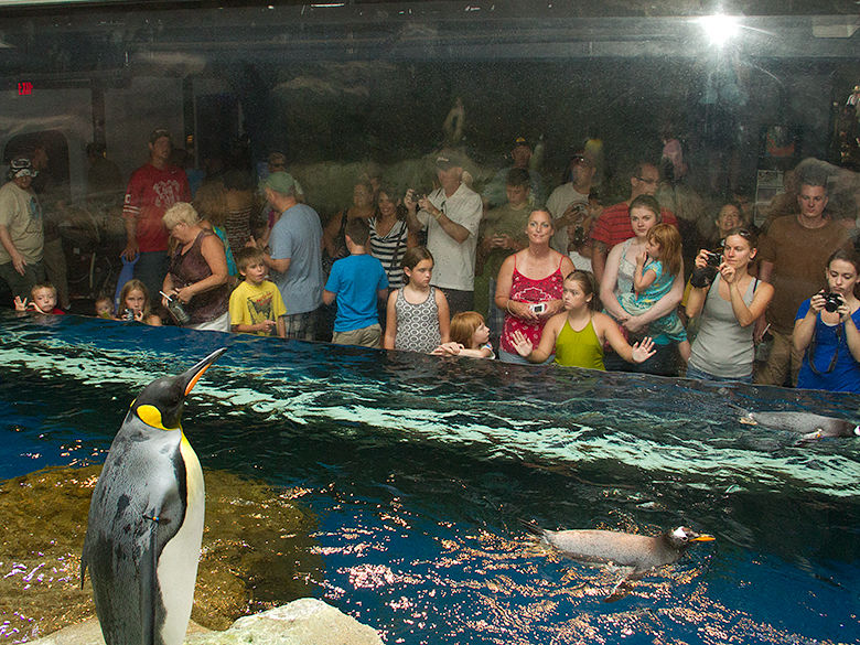 a view from inside the Penguin display looking out at the crowds at the PPG Aquarium