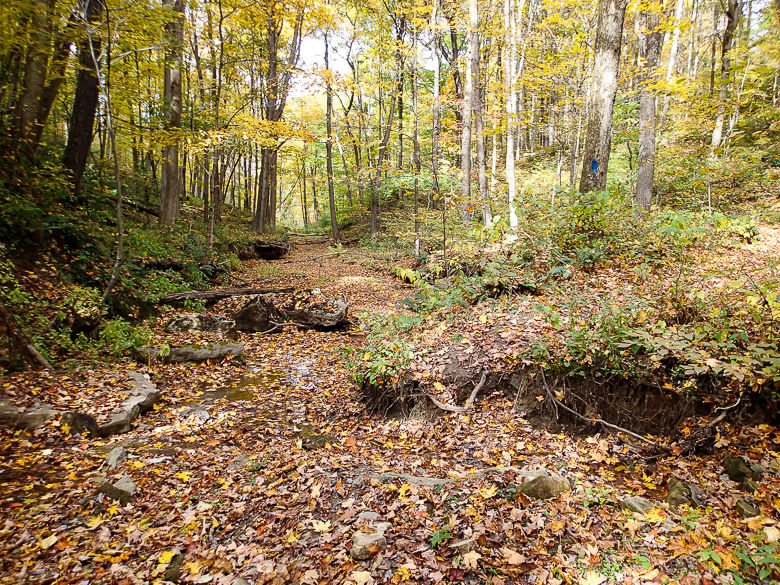 A stream bed surround be trees and covered in leaves