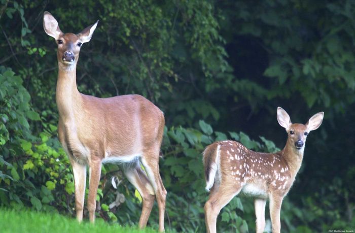 doe and fawn