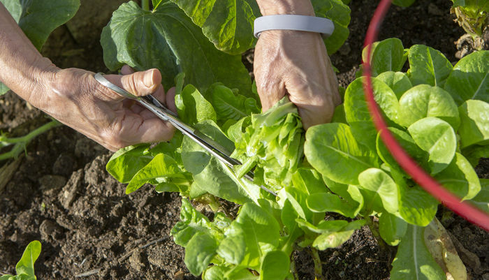 Hershey Community Garden