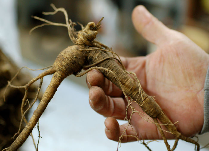 root in hand