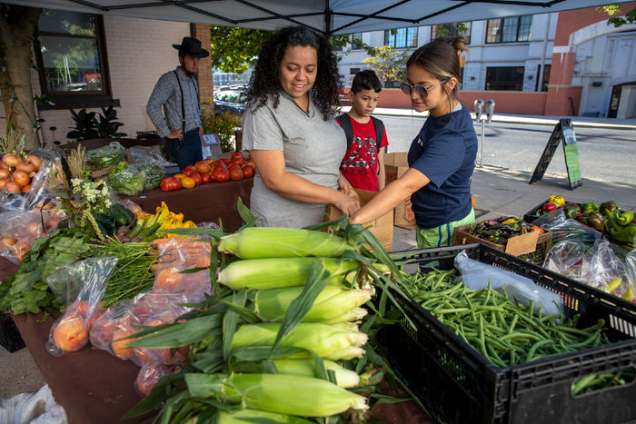 Three people lean over a table full of corn cobs and tomato plants.