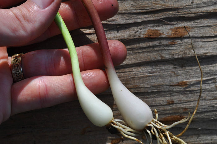 forest onions