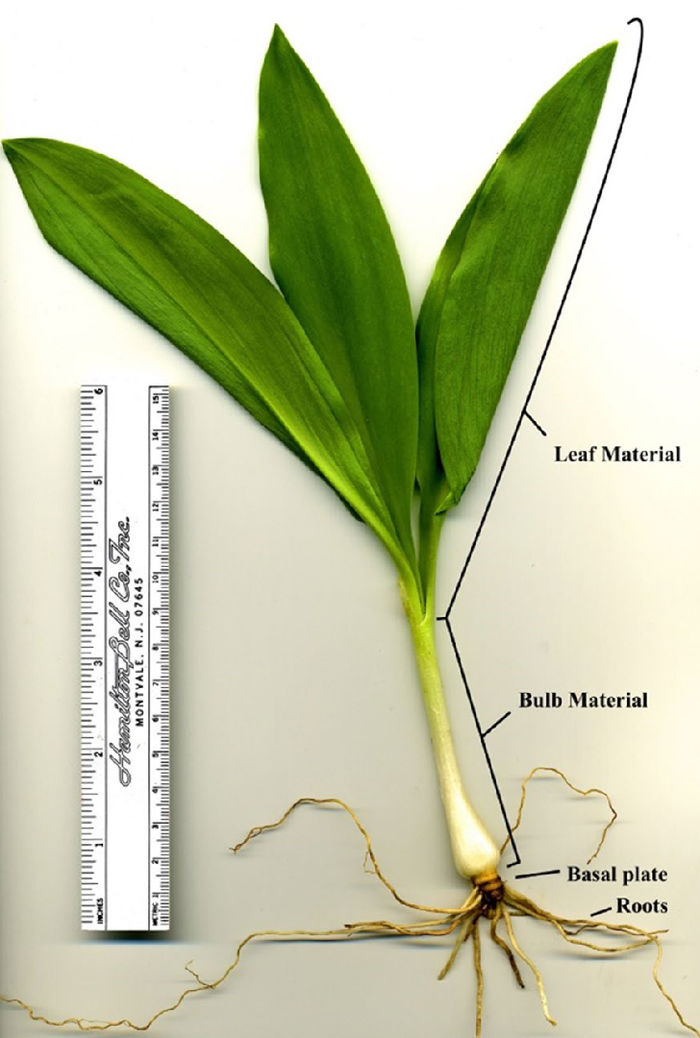 showing plant parts