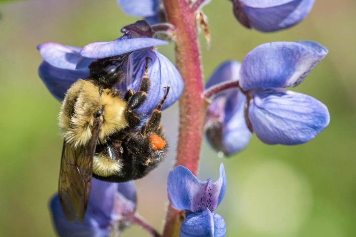 A bumble bee collects pollen from wild lupine flowers