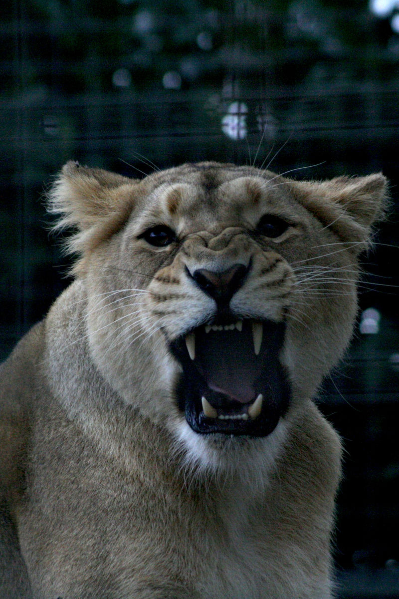 Angry lion roaring at the camera.