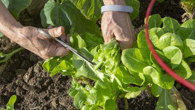 Hershey Community Garden