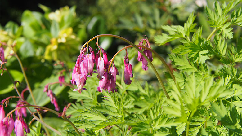 Purple flowers among green leaves in a field