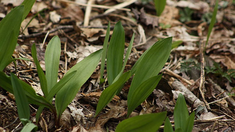 The long, green leaves of wild ramp poke out of the ground surrounded by fallen brown leaves.