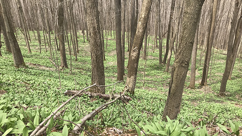 A forest is pictured with the floor around the trees covered in newly grown green wild ramps.