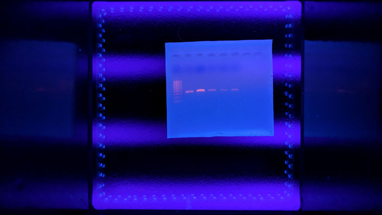 The bat DNA glows in ultraviolet light.