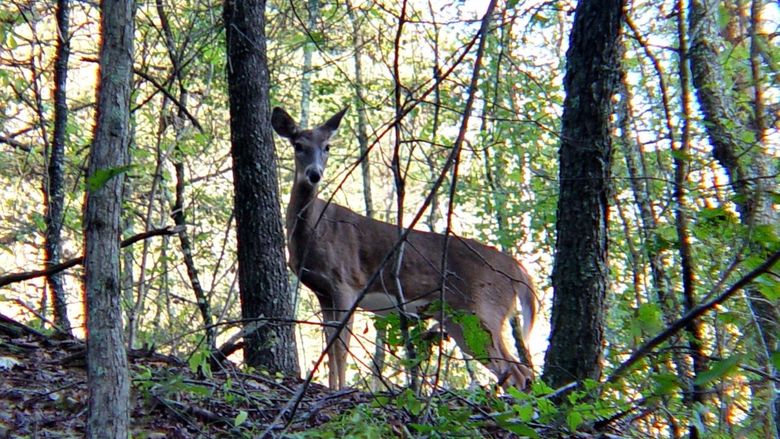 deer on mountain