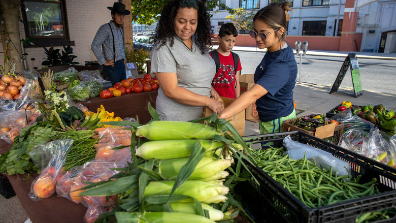 Three people lean over a table full of corn cobs and tomato plants.