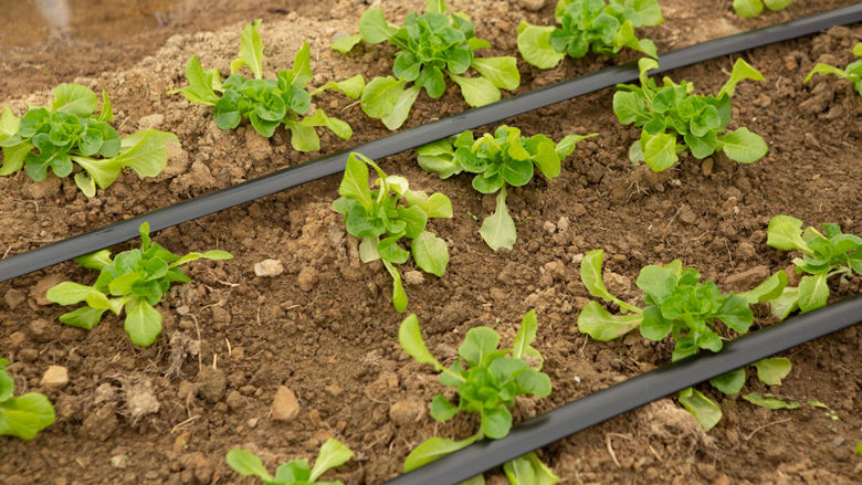 lettuce grows in the tunnel