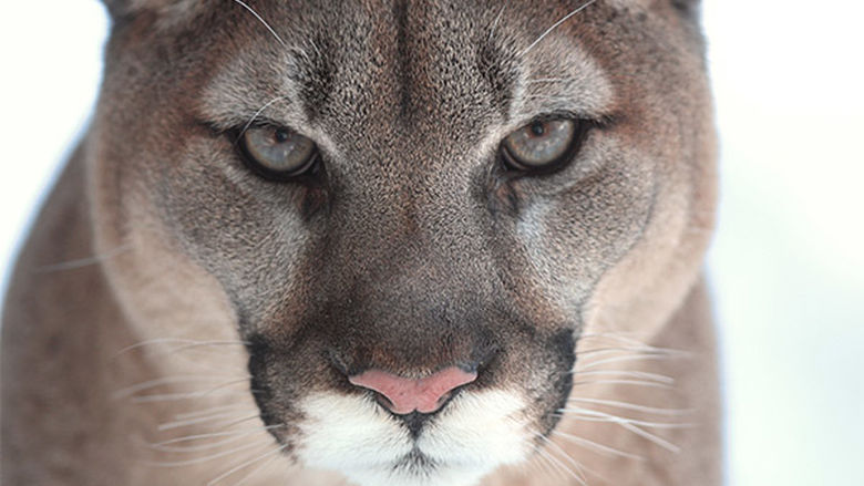 A closeup of a mountain lion's face