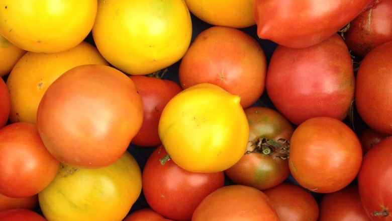 A collection of tomatoes 