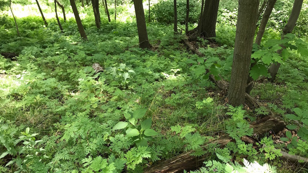 Green plants, including fernleaf bleeding heart, grow amongst trees.