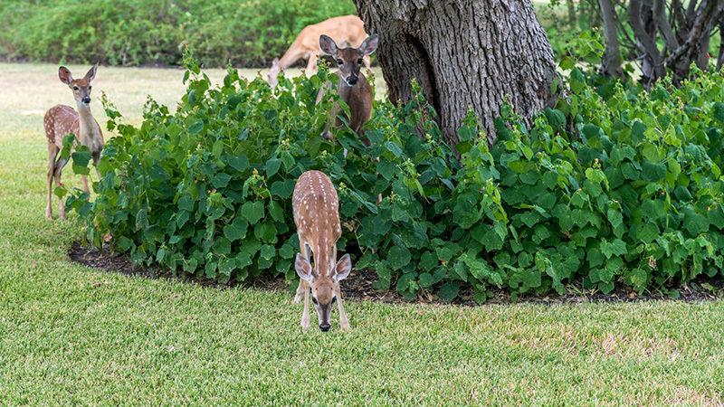 Several deer, a doe and her babies, are pictured eating grass and leaves.