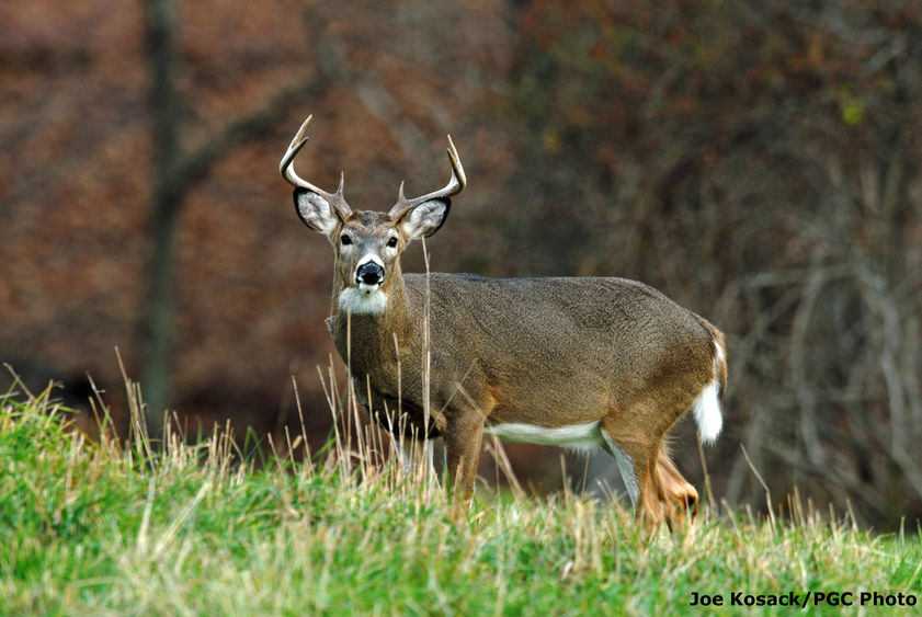 Over the last decade or so, David Walter's research group in the College of Agricultural Sciences has been studying how the movement, behavior and genetics of wild deer are affecting the spread of chronic wasting disease. big buck