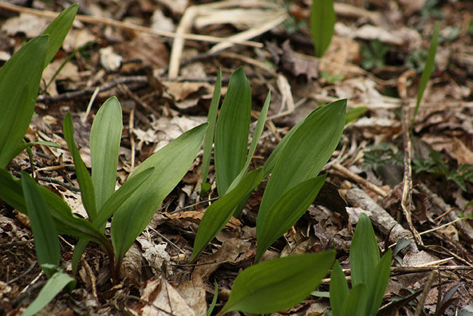 Wild ramp The long, green leaves of wild ramp poke out of the ground surrounded by fallen brown leaves.