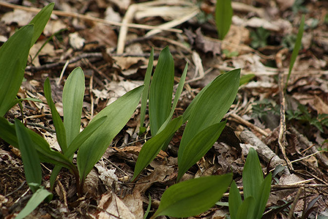 The long, green leaves of wild ramp poke out of the ground surrounded by fallen brown leaves.