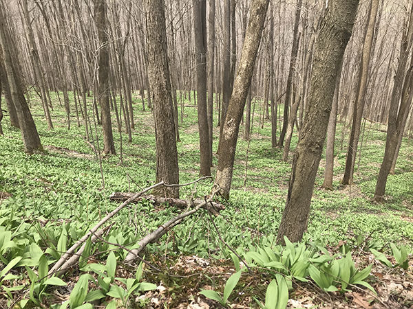 A forest is pictured with the floor around the trees covered in newly grown green wild ramps.
