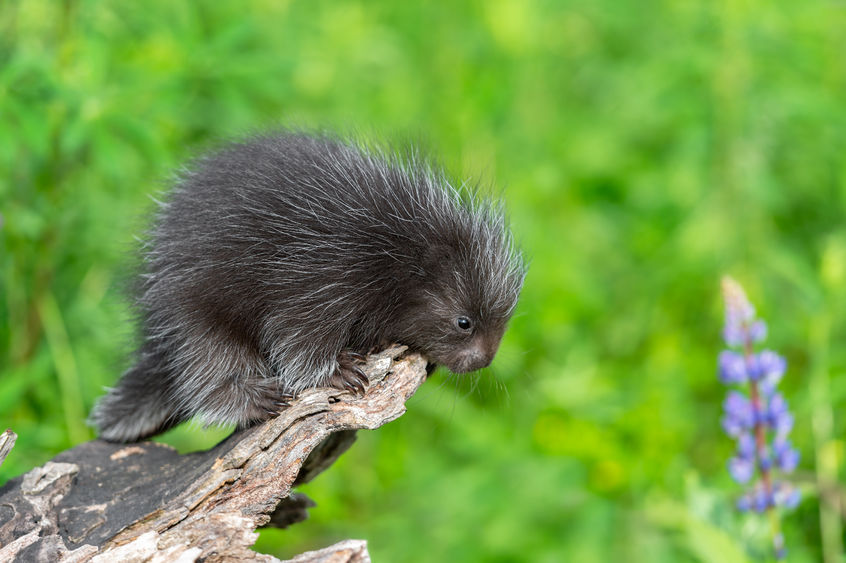 Porcupine quills inspire new medical innovations