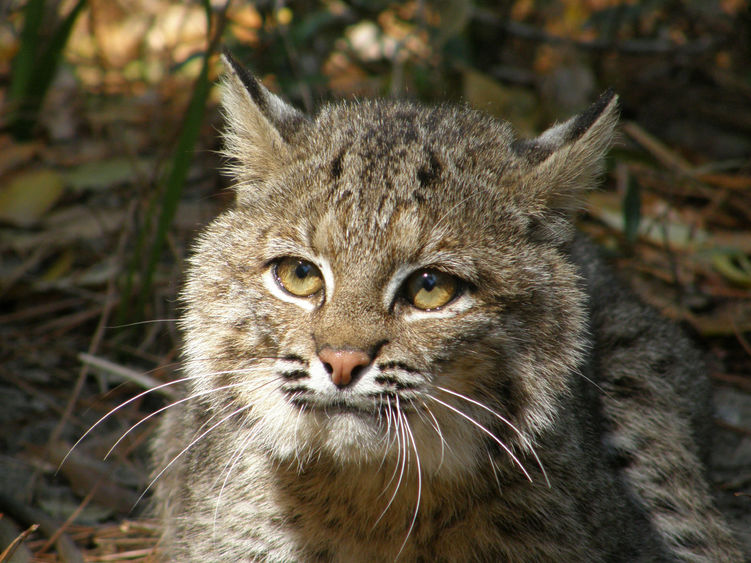 Kiawah Island cat, Jordan