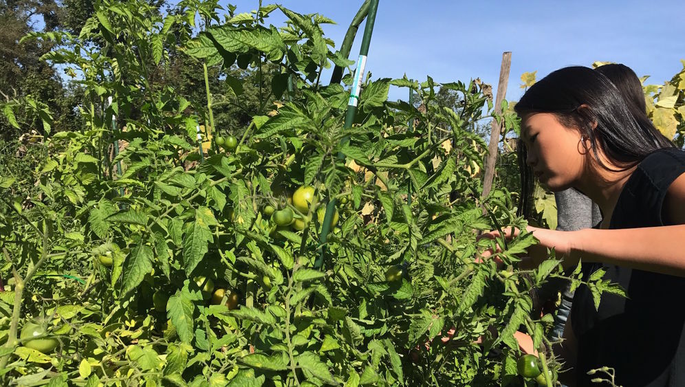 A Beaver student picks a tomato from a plant.