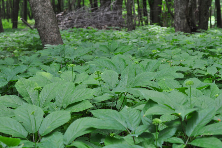 forest farming