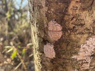 Light brown spots on a tree trunk