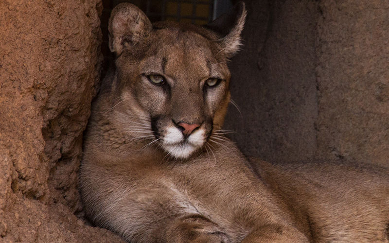 A lion is shown lying in a cave.