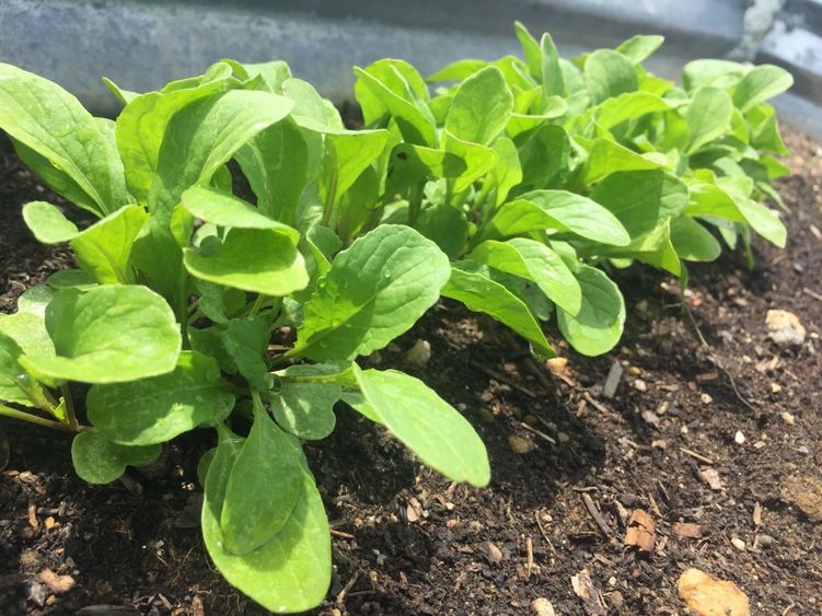 A row of vegetables growing in a soil bed