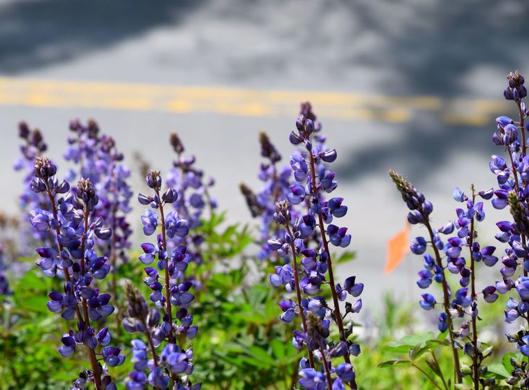 Wild lupine grows along a roadway